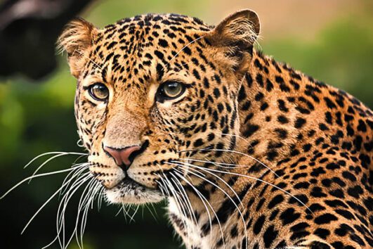 6 Days Tanzania Safari