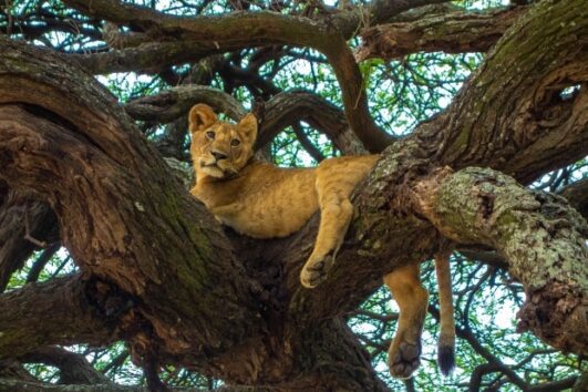 7 DAYS TANZANIA WILDEBEESTS AND ZEBRAS MIGRATION  MARA RIVER CROSSING IN NORTHERN SERENGETI