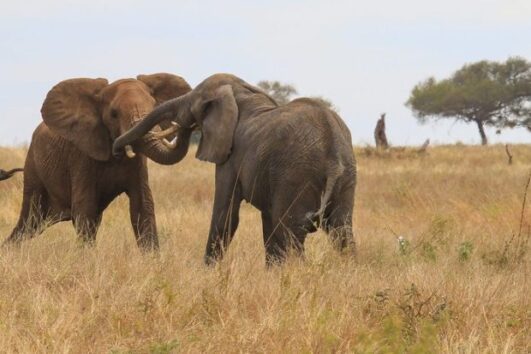 2 Days Wildlife Safari