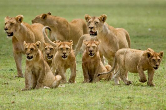 3 Days Tanzania safari
