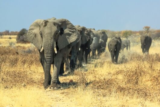 4 Days Tanzania Safari