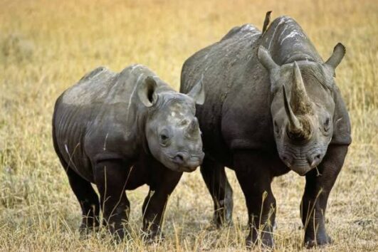 5 Days Tanzania Safari