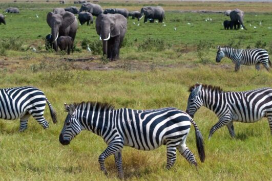 7 DAYS LUXURY TANZANIA SAFARI