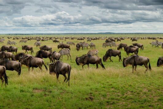 8 Days Tanzania migration special North Serengeti