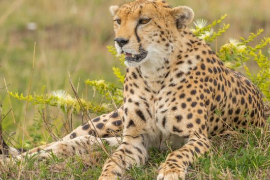 10 DAYS TANZANIA SAFARI AND UGANDA GORILLA SPECIAL