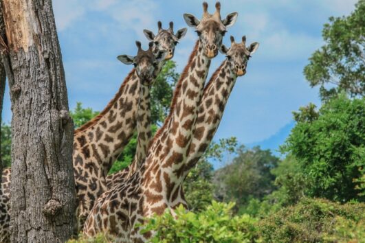 6 DAYS TANZANIA WILDEBEESTS AND ZEBRAS MIGRATION  CALVING SEASON IN SOUTHERN SERENGETI